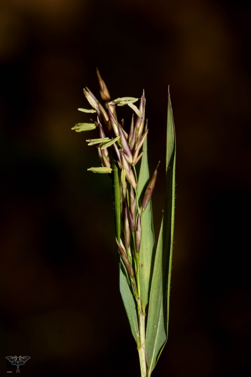 Kuruna debilis (Thwaites) Attigala, Kaththr. & L.G.Clark